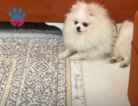 Pomerian boo 1 Yaşında Yuva Arıyor