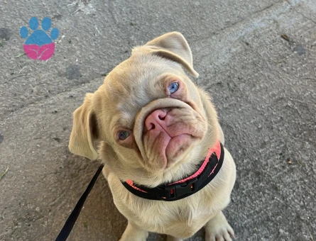 Egzotik Pug  6 Aylık Yuva Arıyor
