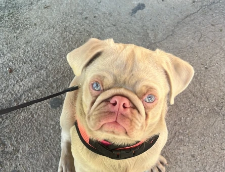 Egzotik Pug  6 Aylık Yuva Arıyor - 6951
