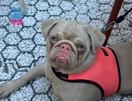 Egzotik Pug  6 Aylık Yuva Arıyor