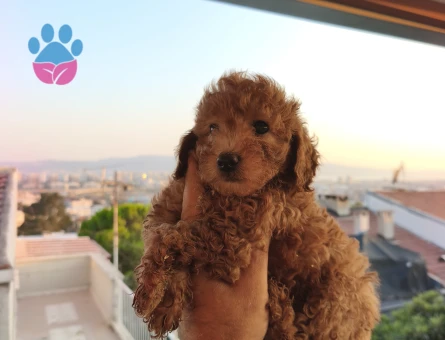 Toy Poodle 2 Aylık Şekerler Yuva Arıyor - 6952