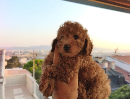 Toy Poodle 2 Aylık Şekerler Yuva Arıyor - 6952