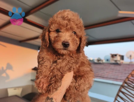 Toy Poodle 2 Aylık Şekerler Yuva Arıyor