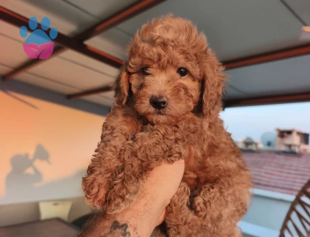 Toy Poodle 2 Aylık Şekerler Yuva Arıyor