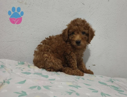 Toy Poodle 2 Aylık Şekerler Yuva Arıyor