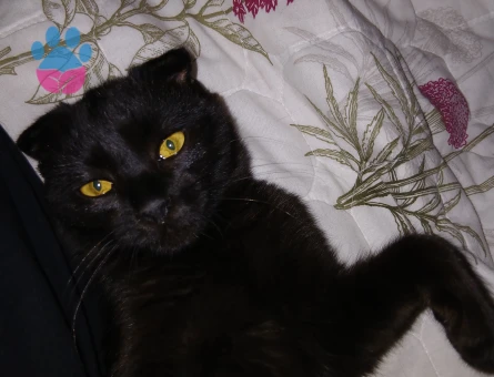 4 aylık scottish fold Yavrular - 6954 - Görsel 3