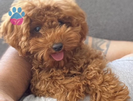Zeki toy poodle oyuncu - 6956
