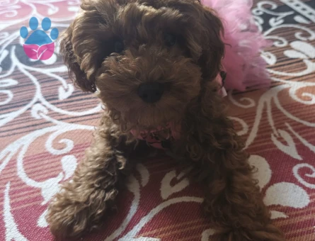 Zeki toy poodle oyuncu