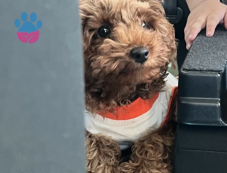 Zeki toy poodle oyuncu