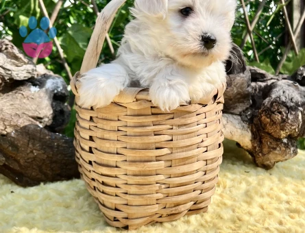 Kar Beyaz Harika Güzellikte Maltese Terrier Yavrular - 6957 - Görsel 3
