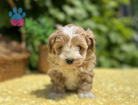 Sevimli Dost Canlısı Maltipoo Yavrular - 6960