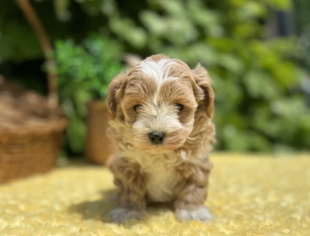Sevimli Dost Canlısı Maltipoo Yavrular - 6960