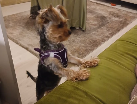Yorkshire Terrier 7 Aylık Yuva Arıyor - 6963