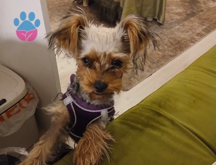 Yorkshire Terrier 7 Aylık Yuva Arıyor