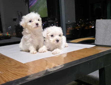 Maltese Terrier Tuvalet eğitimli minyatür minnaklarım... - 6964