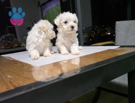 Maltese Terrier Tuvalet eğitimli minyatür minnaklarım...