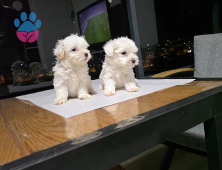 Maltese Terrier Tuvalet eğitimli minyatür minnaklarım...