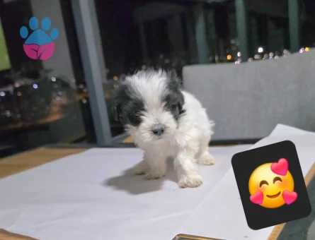Maltese Terrier Tuvalet eğitimli minyatür minnaklarım...