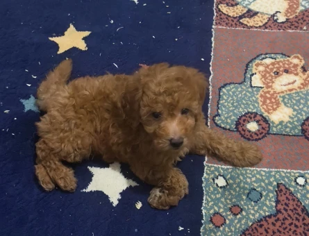 Bal küpü poodle 2 Aylık - 6966