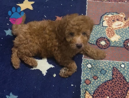 Bal küpü poodle 2 Aylık