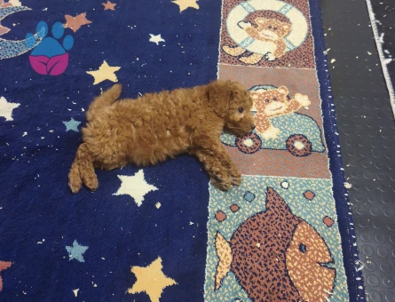 Bal küpü poodle 2 Aylık