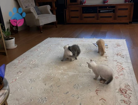 Yavrular sahibini ariyor