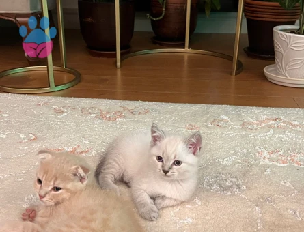 Yavrular sahibini ariyor