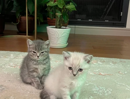 Yavrular sahibini ariyor