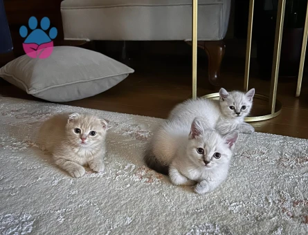 Yavrular sahibini ariyor