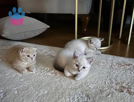 Yavrular sahibini ariyor