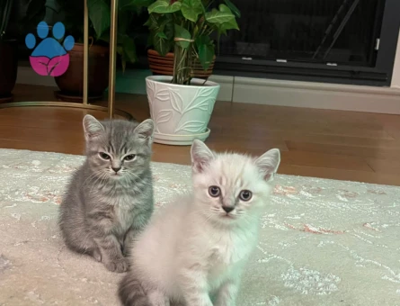 Yavrular sahibini ariyor