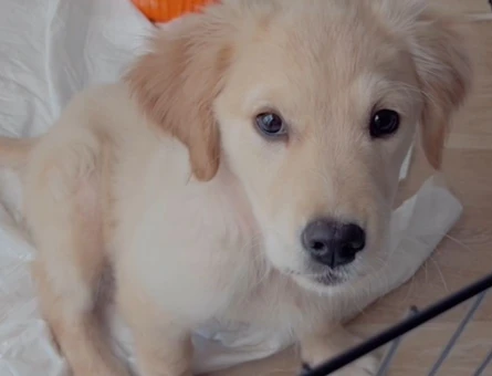 3 AYLIK GOLDEN KIZIMI SAHİPLENDİRMEK İSTİYORUM