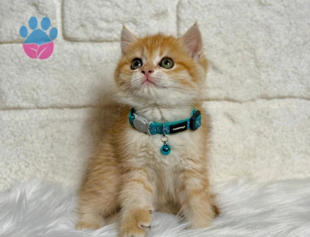 British Shorthair Ny21 Golden Erkek 2 Aylık