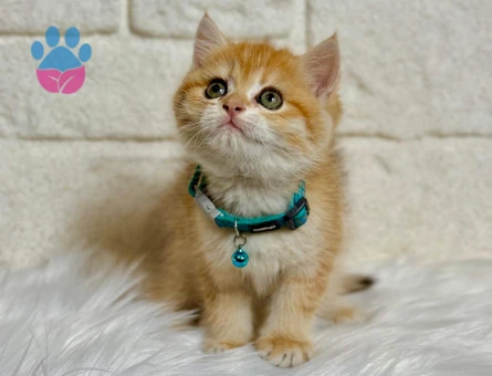 British Shorthair Ny21 Golden Erkek 2 Aylık