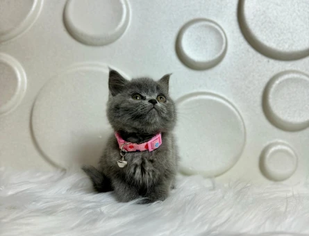British Shorthair Gri Dişi 2 Aylık