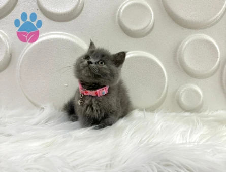 British Shorthair Gri Dişi 2 Aylık