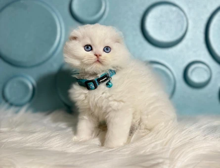 Scottish Longhair Beyaz Erkek 2 Aylık