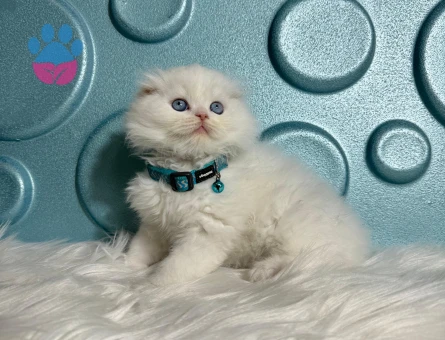Scottish Longhair Beyaz Erkek 2 Aylık