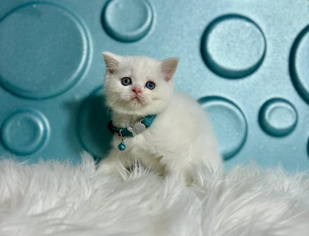 Beyaz British Shorthair Erkek 2 Aylık