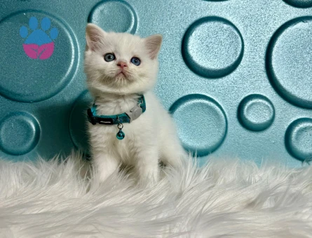 Beyaz British Shorthair Erkek 2 Aylık