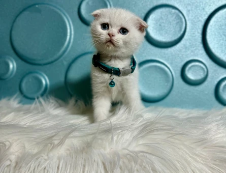 Scottish Fold Kar beyazı Erkek Yavrumuz 2 Aylık