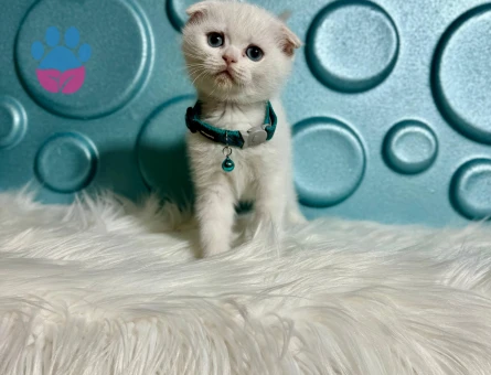 Scottish Fold Kar beyazı Erkek Yavrumuz 2 Aylık