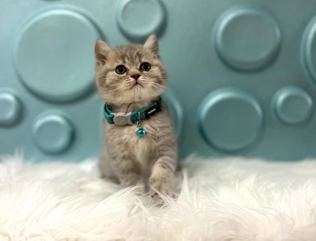 British Shorthair Tabby Erkek 2 Aylık