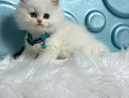 British longhair Old Eyes Erkek 2 Aylık