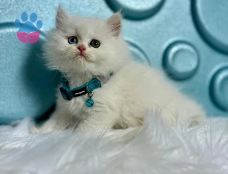 British longhair Old Eyes Erkek 2 Aylık