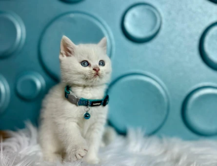 British Shorthair 2 Aylık Maviş Erkek