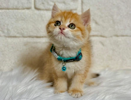 British Shorthair Golden Ny21 Erkek 2 Aylık