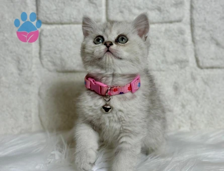 British Shorthair Silver Dişi Yavrumuz 2 Aylık