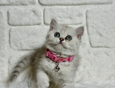 British Shorthair Silver Dişi Yavrumuz 2 Aylık