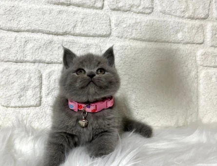 British Shorthair Poğaça Yanak Gri Dişi